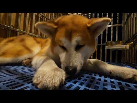 【癒し動画】秋田犬  秋田犬ゴン太８ヶ月