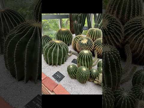 NHK連続ドラマらんまん　高知県の牧野植物園に行って来ました。