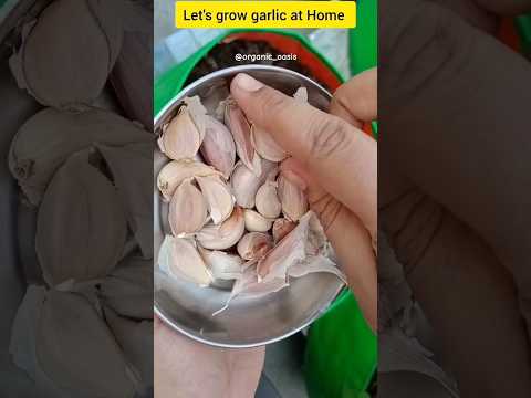 let's grow garlic at home #garlic #gardening #shorts