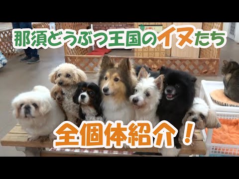 【犬好き集まれ】王国のイヌを全頭紹介します！！！【最後におしらせあり】