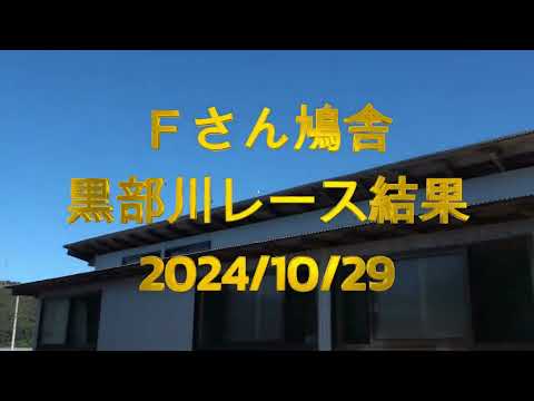 Ｆさん鳩舎　黒部川レース　総合２位入賞　2024年10月29日