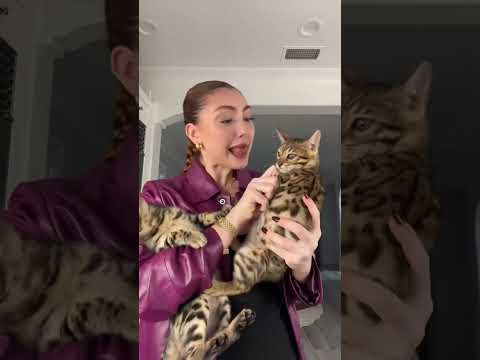 LETS FEED MY BENGAL KITTENS DINNER 🐱 | Hesri Sisters