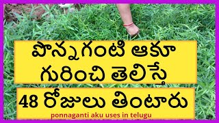 పొన్నగంటి  కూర అంటే మాటల || ponnaganti aaku uses in telugu || తెలిస్తే  48 రోజులు తింటారు