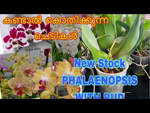 Phalaenopsis matured plant with Bud New stock / Phalaenopsis orchid with buds