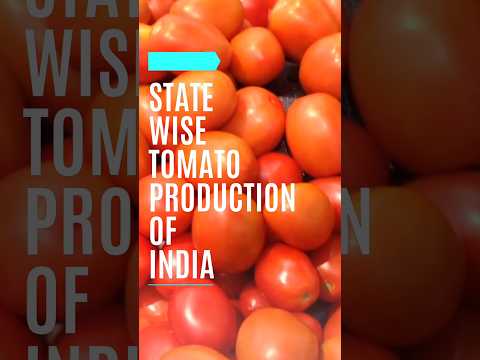 State Wise Tomato 🍅 Productions of India #tomato #tomatopricehike #trading #india #shorts #reels