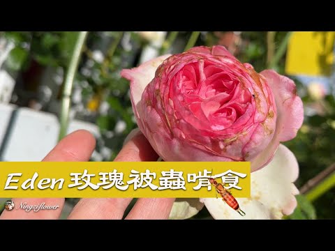 龙沙被虫子啃食怎么办｜What to do if Eden is eaten by insects