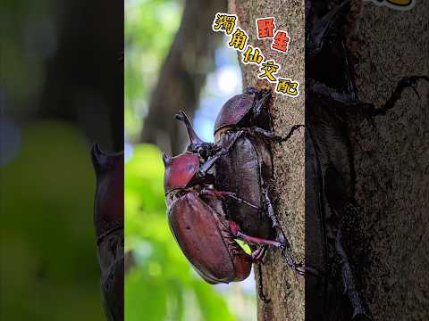 野生獨角仙交配❤️beetles mating