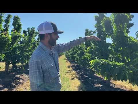 Lodi Blooms prepares for U-pick cherry season amid COVID-19 pandemic