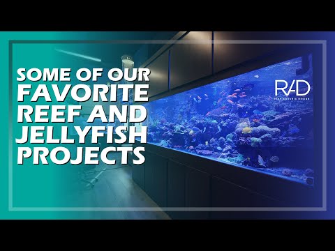 A BRIEF JOURNEY THROUGH SOME OF OUR FAVORITE REEF AND JELLYFISH PROJECTS BY REEF AQUARIA DESIGN.