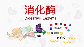 消化酶 Digestive Enzyme（人体酵素）｜身体里的消化酶有哪一些？酶怎样消化食物？ | 食物的分解反应 & 营养的合成反应