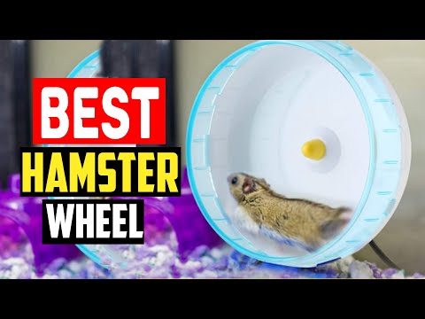 ✅Best Hamster Wheel in 2023