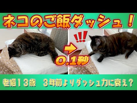 猫のご飯ダッシュ！ １３歳になりその反応とダッシュ力に衰え？　３年前の映像と比較します