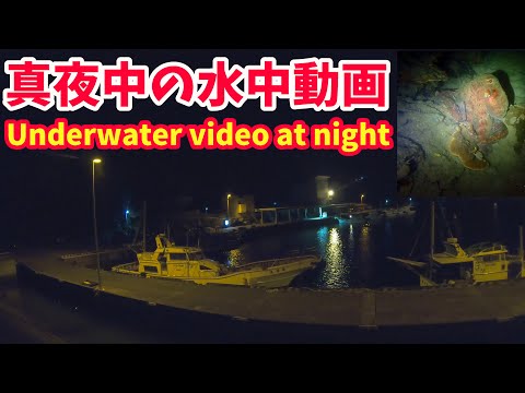 母島夜の海の水中動画【日本一遠い島】小笠原諸島 Underwater video at night