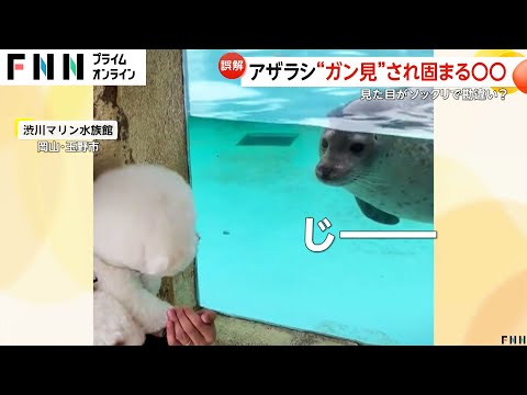 アザラシに見つめられ固まる犬…白くてモフモフ過ぎるワンちゃんを赤ちゃんと勘違い？　渋川マリン水族館