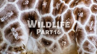 Wildlife Exploration with Calm Music - 4k No Repetition - Part 16