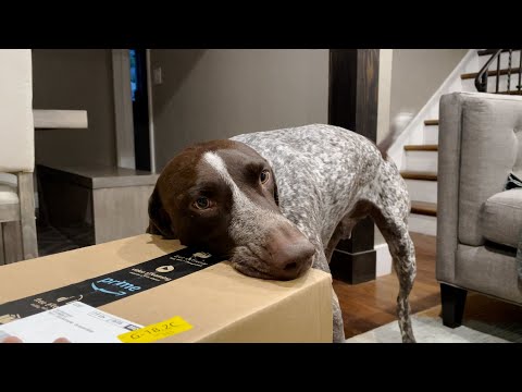 Dog loves to recycle Amazon Boxes