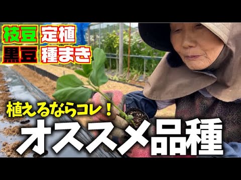 【おつな姫しか勝たん】【家庭菜園に強くオススメ】採りたてをすぐ茹でて食べる最高の枝豆【おつな姫】【丹波黒豆】【枝豆定植】【黒豆種まき】