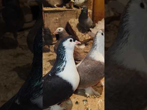 Top Collati Fancy Pigeon In Darbhanga Bihar // Seraji , Mukkhi . Lakkha #shots #pigeon #shortsviral