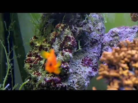 印度紅小丑Red saddleback anemonefish  2k