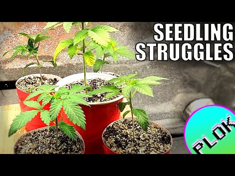 Avoid These Mistakes When Growing From Seed! - How I Solved My Seedling Struggle | Wedding Cake Grow