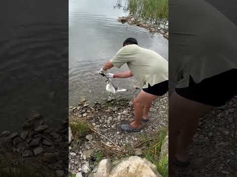 Man Saves Seagull Caught in Wire