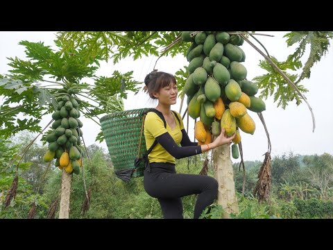 Harvest Papaya, Banana fruit, Squash, Green Cabbage,  Orange, Cassava Roots go to the market sell