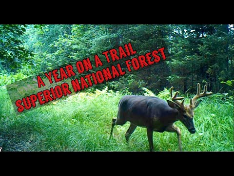 A Year on a Trail - Superior National Forest - Trail Camera