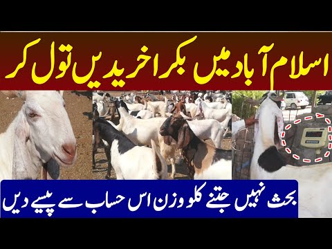 Islamabad Bakra Tol Kr Khareeden | Bakra Mandi 2024 | Maweshi Mandi | Cow Mandi 2024 | Eid Ul Adha