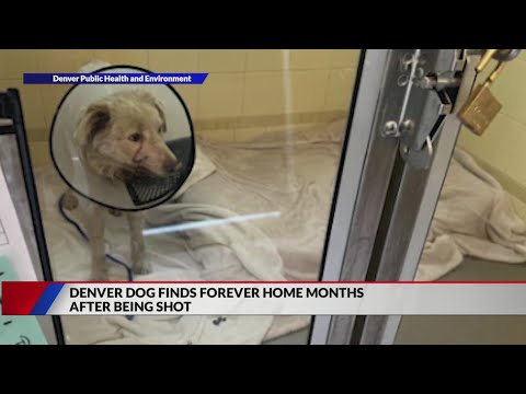 Denver dog finds forever home after being shot