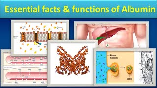 Essential facts & functions of Albumin.#mls#medilabacademy#albumin