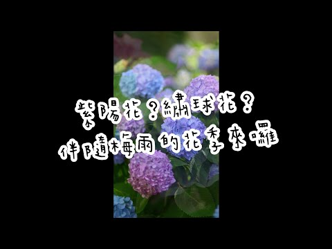 💮紫陽花？繡球花？｜伴隨梅雨的花季來囉🌦️｜#Shorts