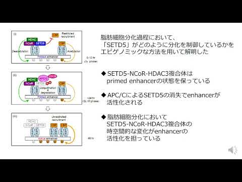 基礎研究実績報告　医師：白木