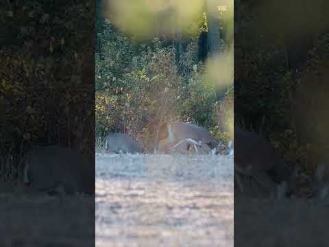 4 Bucks Sparring in 1 FRAME! #deerfight #deer #whitetailbucks #wisconsinoutdoors #wisconsinlife