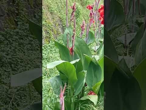 Vlog #1059 Canna Lily Flowers