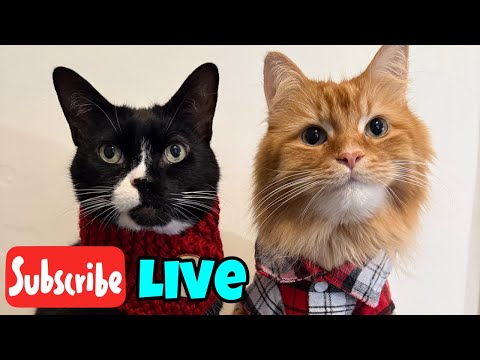 Tuesday Fluff and Whiskers - Live Stream