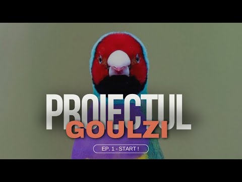 Reproducere goulzi - Încerc să reproduc goulzii în afara sezonului