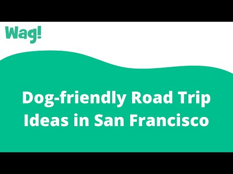 Dog-friendly Road Trip Ideas in San Francisco | Wag!