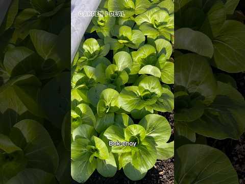 冬天种菜不搭暖棚也精神 Bok choy growth after -10°C （14F）under row cover 12/18/2024