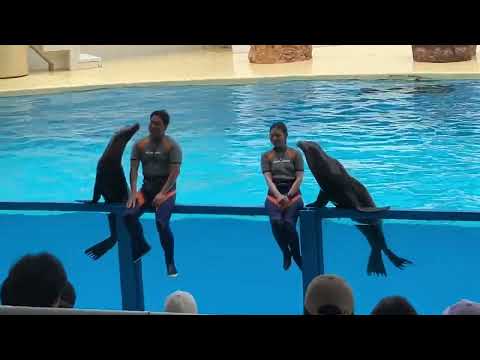 伊豆の水族館のイルカのショー！！