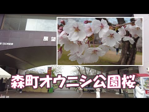 森町オウニシ公園の桜2024/4/28