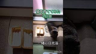 【猫草】ずぼらな愛猫家が猫草は育つのか検証2日目　#cats #shorts #猫草