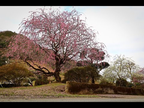 屋那瀬の枝垂れ梅2024年2月28日（BGM入り）