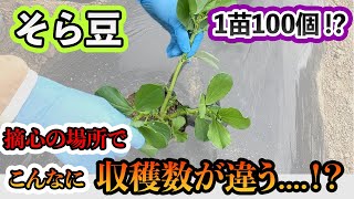 【そら豆】そら豆の育て方　摘心の場所・タイミング・方法！