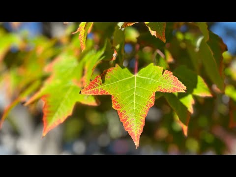 Fall Foliages around Durango, Colorado Area, visited on 9-29-2023. Day 3-A