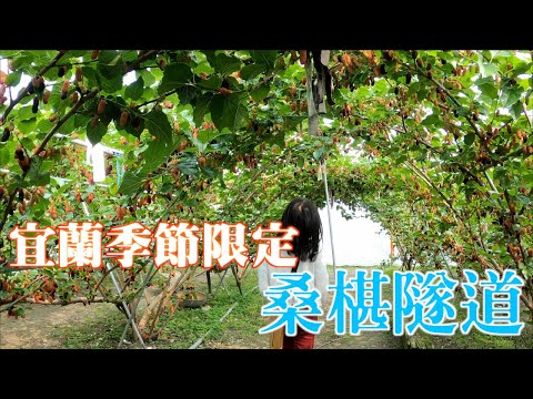 宜蘭假日推薦｜季節限定採桑椹|果園內桑椹免費吃到飽｜宜蘭員山鄉的草地果園，結實累累的桑椹正當時｜親子活動最愛採果去