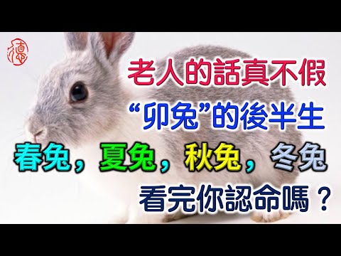 老人的話真不假，“卯兔”的後半生，看完你認命嗎？ 春夏秋冬出生的屬兔人一生運勢！