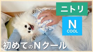 犬をダメにする？ニトリのＮクールを買ったらまさかの展開に！！！　【ポメラニアン】