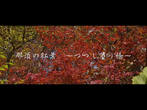 【栃木観光】つつじ吊橋から見える紅葉は魅力満載