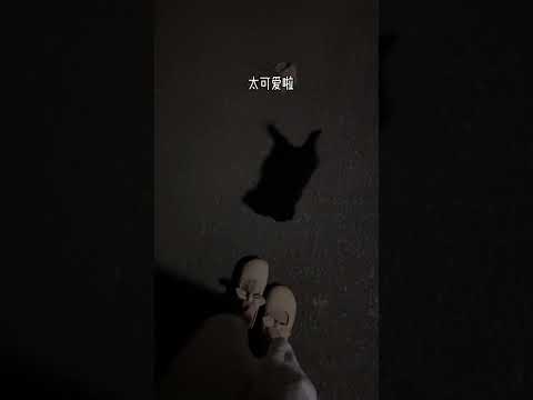 哪个是猫？哪个是影子啊？是一只猫还是两只猫啊？