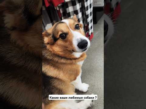 Кого мы встретили в магазине ... #usa #собака #dog #husky #corgi #shorts